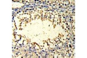 IMP3 antibody IHC analysis in formalin fixed and paraffin embedded mouse testis tissue. (IMP3 抗体  (AA 156-184))
