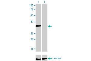 Western blot analysis of HOXC4 over-expressed 293 cell line, cotransfected with HOXC4 Validated Chimera RNAi (Lane 2) or non-transfected control (Lane 1).
