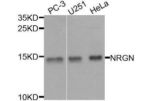 Western blot analysis of extracts of various cell lines, using NRGN antibody. (Neurogranin 抗体  (AA 1-78))