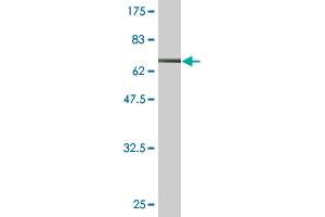 Western Blot detection against Immunogen (73. (ENO1 抗体  (AA 1-434))