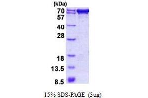SDS-PAGE (SDS) image for PDZ Domain Containing 1 (PDZK1) (AA 1-519) protein (His tag) (ABIN5852951) (PDZK1 Protein (AA 1-519) (His tag))