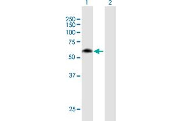 MON1B antibody  (AA 1-547)