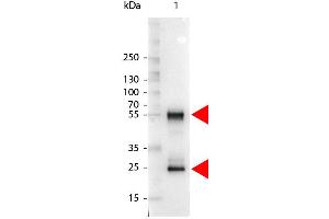 Western Blot of Alkaline Phosphatase Conjugated Rabbit anti-Mouse IgG antibody. (兔 anti-小鼠 IgG (Heavy & Light Chain) Antibody (Alkaline Phosphatase (AP)) - Preadsorbed)