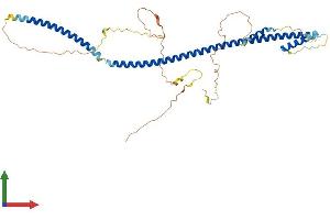 AlphaFold protein structure predicition of Mouse Recombinant Blzf1 Protein, UniprotID Q8R2X8