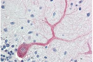 Human Brain, Cerebellum (formalin-fixed, paraffin-embedded) stained with BIRC7 antibody ABIN214412 at 5 ug/ml followed by biotinylated goat anti-rabbit IgG secondary antibody ABIN481713, alkaline phosphatase-streptavidin and chromogen. (BIRC7 抗体  (AA 264-280))