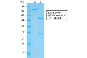 SDS-PAGE analysis of purified, BSA-free recombinant TNFSF15 antibody (clone VEGI/2052R) as confirmation of integrity and purity.