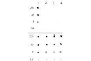 Histone H3K4me0 antibody specificity is shown by Dot Blot. (Recombinant Histone 3 抗体  (Lys4))