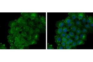 Immunofluorescence (IF) image for anti-Thrombomodulin (THBD) (C-Term) antibody (ABIN2856586)