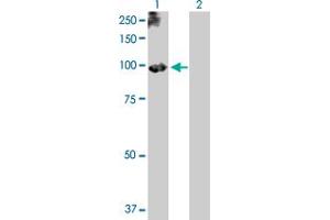 Western Blot analysis of PLG expression in transfected 293T cell line by PLG MaxPab polyclonal antibody. (PLG 抗体  (AA 1-810))