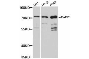 Western blot analysis of extracts of various cell lines, using PADI2 antibody (ABIN6290719) at 1:3000 dilution. (PADI2 抗体)