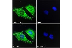 ABIN570894 Immunofluorescence analysis of paraformaldehyde fixed HeLa cells, permeabilized with 0. (CDK19 抗体  (C-Term))