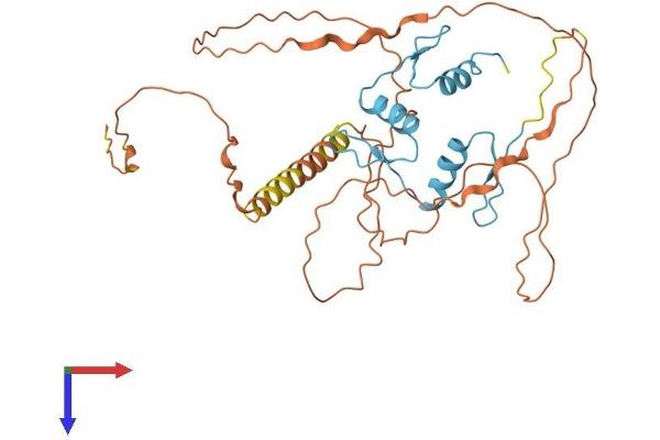 KLF17 Protein (AA 1-341) (His tag)