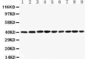Western Blotting (WB) image for anti-Paraoxonase 1 (PON1) (AA 186-201), (Middle Region) antibody (ABIN3042578) (PON1 抗体  (Middle Region))