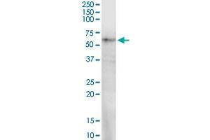 PRUNE MaxPab rabbit polyclonal antibody. (PRUNE 抗体  (AA 1-453))
