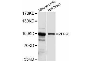Western blot analysis of extracts of various cell lines, using ZFP28 antibody (ABIN5999214) at 1/1000 dilution. (ZFP28 抗体)