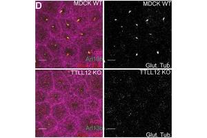 Immunoblot against extracts of COS cells transiently transfected with GFP-tagged VAPA, VAPB or untagged Kv2.