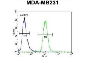 Flow cytometric analysis of MDA-MB231 cells using GNL3L Antibody (N-term) Cat. (GNL3L 抗体  (N-Term))