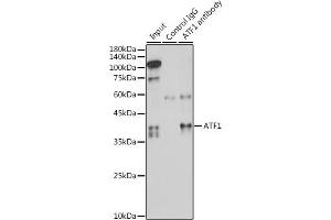 Immunoprecipitation analysis of 300 μg extracts of HeLa cells using 3 μg  antibody (ABIN6127376, ABIN6137228, ABIN6137229 and ABIN6221472). (AFT1 抗体  (AA 1-210))
