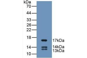 Detection of Recombinant UCN2, Human using Monoclonal Antibody to Urocortin 2 (UCN2) (Urocortin 2 抗体  (AA 20-112))
