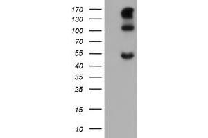Image no. 1 for anti-Carbonic Anhydrase 12 (CA12) antibody (ABIN1497066) (CA12 抗体)