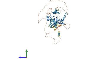 AlphaFold protein structure predicition of Human Recombinant ANKRD24 Protein, UniprotID Q8TF21 (ANKRD24 Protein (AA 1-1146) (His tag))