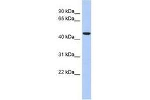 Image no. 1 for anti-Zinc Finger Protein 566 (ZNF566) (AA 143-192) antibody (ABIN6742647) (ZNF566 抗体  (AA 143-192))