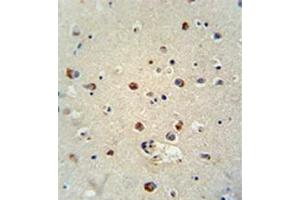 Formalin fixed, paraffin embedded human brain tissue stained with RILPL1 Antibody (C-term) followed by peroxidase conjugation of the secondary antibody and DAB staining. (RILPL1 抗体  (C-Term))