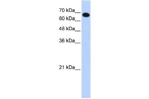 Western Blotting (WB) image for anti-Coiled-Coil Domain Containing 38 (CCDC38) antibody (ABIN2459672) (CCDC38 抗体)