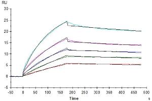 Surface Plasmon Resonance (SPR) image for HLA Class I Histocompatibility Antigen, alpha Chain G (HLAG) (AA 25-305), (Tetramer) protein (Biotin,His-Avi Tag,Peptide (RIIPRHLQL)) (ABIN7274818)
