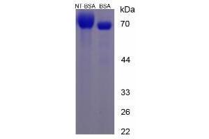 Image no. 2 for Nitrotyrosine protein (BSA) (ABIN1880109) (Nitrotyrosine Protein (BSA))
