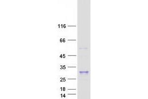 Western Blotting (WB) image for Microfibrillar Associated Protein 5 (MFAP5) protein (Myc-DYKDDDDK Tag) (ABIN2725911)