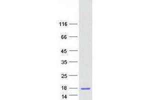 Validation with Western Blot (TXN2 Protein (Myc-DYKDDDDK Tag))