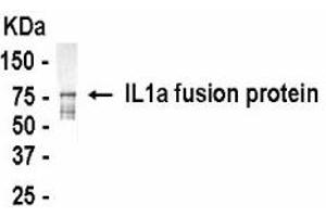 Western Blotting (WB) image for anti-Interleukin 1 alpha (IL1A) (AA 1-271) antibody (ABIN2467843) (IL1A 抗体  (AA 1-271))