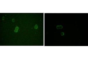 Immunofluorescence analysis of methanol-fixed L-02 (left) and Cos7 (right) cells using ApoM mouse mAb showing cytoplasmic and membrane localization. (Apolipoprotein M 抗体)