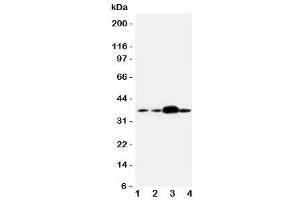 Western blot testing of APEX1 antibody and human samples 1:  U87 (APEX1 抗体  (Middle Region))