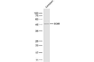 Leprecan-Like 4 anticorps  (AA 1-100)