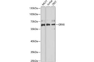 Western blot analysis of extracts of various cell lines, using GRK6 antibody (ABIN6130404, ABIN6141417, ABIN6141418 and ABIN6222000) at 1:1000 dilution. (GRK6 抗体  (AA 1-170))