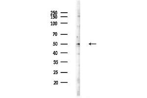 anti-Chaperonin Containing TCP1, Subunit 2 (Beta) (CCT2) (C-Term) antibody