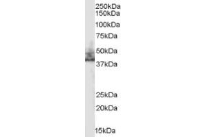 Image no. 1 for anti-Solute Carrier Family 9 (Sodium/hydrogen Exchanger), Member 3 Regulator 2 (SLC9A3R2) (Internal Region) antibody (ABIN374620) (SLC9A3R2 抗体  (Internal Region))