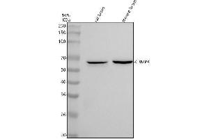 Western blot analysis of CRMP4 using anti-CRMP4 antibody (ABIN7604509).