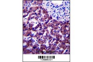 Immunohistochemistry (IHC) image for anti-Olfactory Receptor, Family 14, Subfamily J, Member 1 (OR14J1) (AA 206-234), (C-Term) antibody (ABIN5538056)