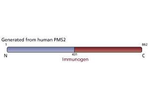 Image no. 1 for anti-PMS2 Postmeiotic Segregation Increased 2 (S. Cerevisiae) (PMS2) antibody (ABIN967525) (PMS2 抗体)