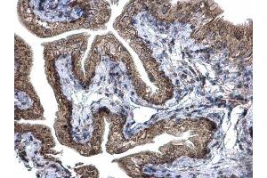 IHC-P Image Prohibitin 2 antibody detects Prohibitin 2 protein at cytoplasm and nucleus on mouse urinary bladder by immunohistochemical analysis.