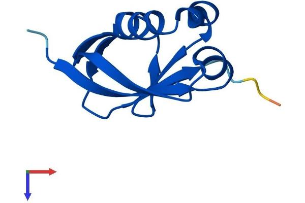 MOCS2 Protein (AA 1-88) (Fc Tag)