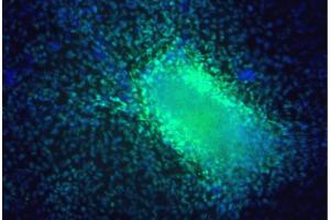 Immunofluorescent staining of hESC H9 derived cardiomyocytes (First Panel) and mouse E12 embryo section (Second Panels). (GATA4 抗体)