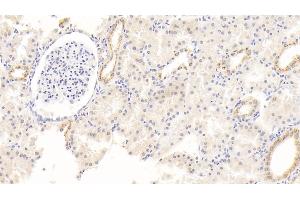 Detection of ALB in Human Kidney Tissue using Monoclonal Antibody to Albumin (ALB) (Albumin 抗体)