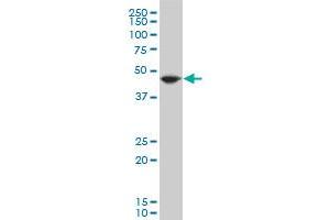 EEF1A2 polyclonal antibody (A01), Lot # 070201JCSb Western Blot analysis of EEF1A2 expression in Hela S3 NE . (EEF1A2 抗体  (AA 364-462))