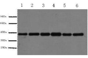Western Blot analysis of HepG2, Rat liver, Mouse kidney, Rabbit testic, Sheep lung, 293T using beta actin Polyclonal Antibody at dilution of 1:1000. (beta Actin 抗体)