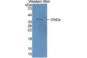 Detection of Recombinant F5, Bovine using Polyclonal Antibody to Coagulation Factor V (F5) (Coagulation Factor V 抗体  (AA 30-327))