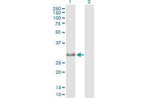 Western Blot analysis of MXD4 expression in transfected 293T cell line by MXD4 MaxPab polyclonal antibody. (MXD4 抗体  (AA 1-209))